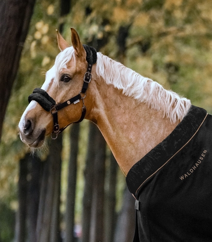 Kantar dla konia Waldhausen Modern Rose w kolorze black z okuciami rosegold na koniu
