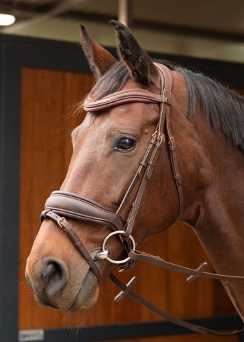 Ogłowie dla konia Harry's Horse Bombastic w kolorze brązowym na koniu