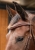 Ogłowie z naczółkiem z kryształkami Harry's Horse Bombastic w kolorze brązowym