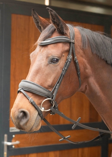 Ogłowie dla konia Harry's Horse Bombastic w kolorze czarnym na koniu
