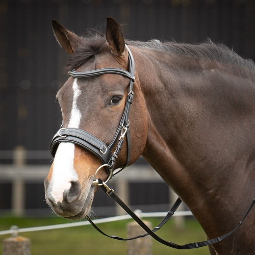 Kawecan i ogłowie w jednym Harry's Horse na koniu