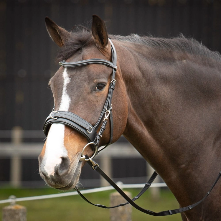 Kawecan i ogłowie w jednym Harry's Horse na koniu