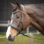Kawecan i ogłowie w jednym Harry's Horse na koniu