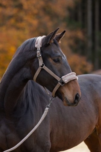 Kantar z futerkiem Covalliero w kolorze taupe na gniadym koniu