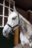 HORZE kantar skórzany DELEMONT black 24H