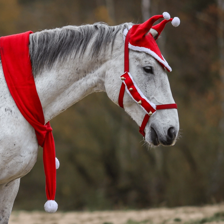 Zestaw świąteczny dla konia York Christmas