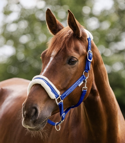 Kantar z futerkiem Waldhausen Elegant w kolorze saphire blue na koniu
