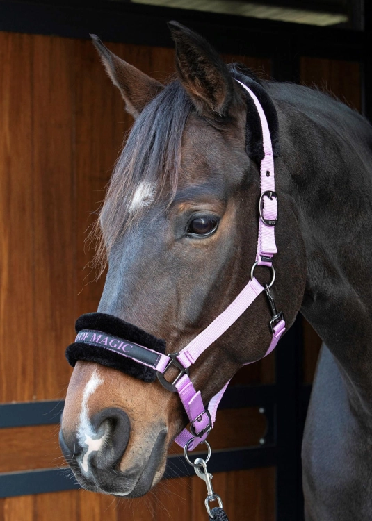 Kantar dla konia Harry's Horse Lyrics Quotes w kolorze fioletowym