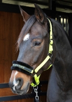 HARRY'S kantar Lyrics Quotes lime 24H