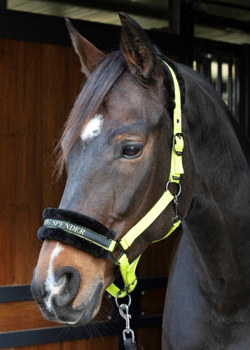 Kantar dla konia Harry's Horse Lyrics Quotes w kolorze zielonym