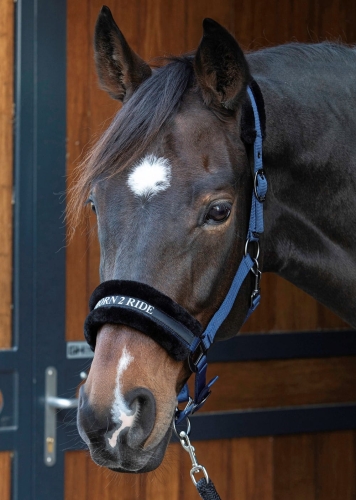 Kantar dla konia Harry's Horse Lyrics Quotes w kolorze granatowym