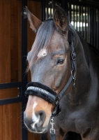 HARRY'S kantar Lyrics Quotes black 24H 