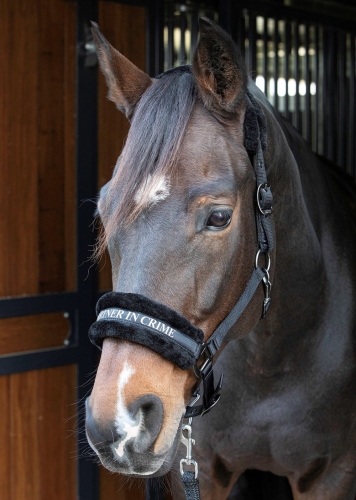 Kantar z futerkiem Harry's Horse Lyrics Quotes w kolorze czarnym