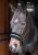 Kantar z futerkiem Harry's Horse Lyrics Quotes w kolorze czarnym