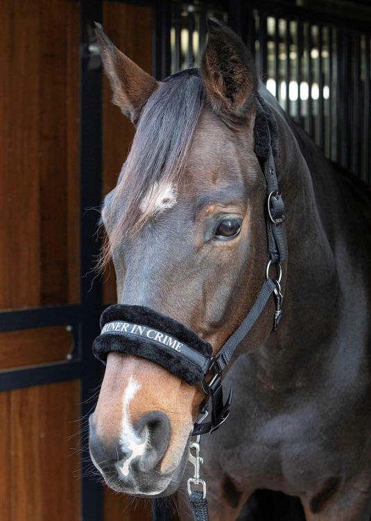 Kantar z futerkiem Harry's Horse Lyrics Quotes w kolorze czarnym