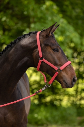 Kantar i uwiąz w kolorze koralowym Covalliero na koniu