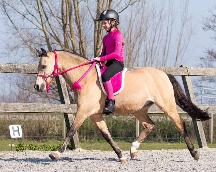 Cordeo do jazdy bez ogłowia w kolorze fuchsia QHP