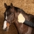Rękawica do nabłyszczania sierści Harry's Horse Merynos