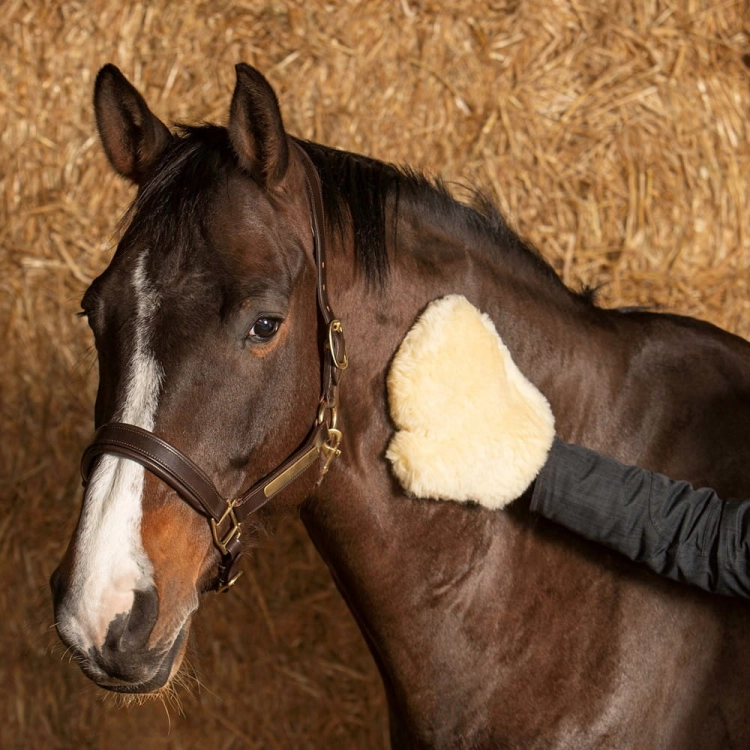 Rękawica do nabłyszczania sierści Harry's Horse Merynos