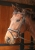 Ogłowie dla konia Harry's Horse Easy Care w kolorze czarnym