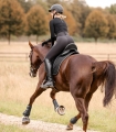 Czaprak ujeżdżeniowy Waldhausen Felix Glam w kolorze czarnym na koniu podczas jazdy