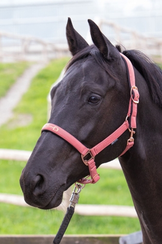 Kantar dla konia Harry's Horse Bit Rosegold w kolorze różowym