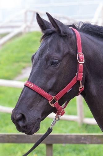Kantar dla konia Harry's Horse Bit Rosegold w kolorze bordowym