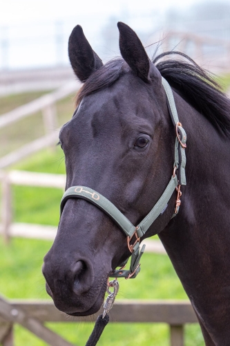 Kantar dla konia Harry's Horse Bit Rosegold w kolorze zielonym