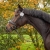 Numer startowy jeździecki QHP Clover w kolorze srebrnym