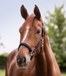 WALDHAUSEN kantar SATIN blue