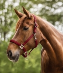 WALDHAUSEN kantar SATIN bordeaux