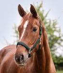 WALDHAUSEN kantar SATIN fir green