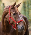 WALDHAUSEN kantar SATIN red