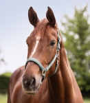 WALDHAUSEN kantar SATIN silver blue