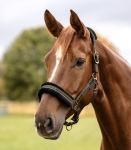 WALDHAUSEN kantar ELEGANT green brown