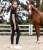 breginsy z cyrkoniami ELT Ella Glam w kolorze black
