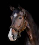 WALDHAUSEN kantar GALLEN green brown