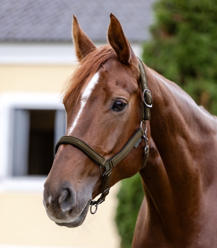 Kantar z podszyciem Waldhausen Athletic w kolorze green brown