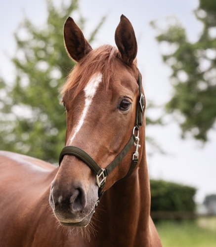 Kantar dla konia Waldhausen Satin w kolorze green brown na koniu