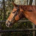 QHP ogłowie LUXURY brown