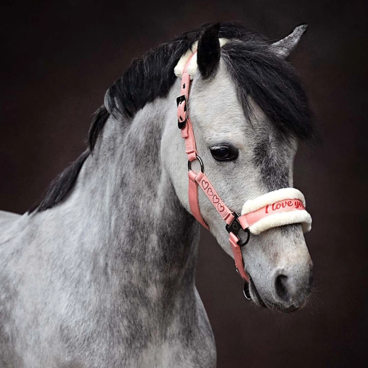 Kantar z futerkiem i uwiązem w kolorze różowym Harry's Horse Love