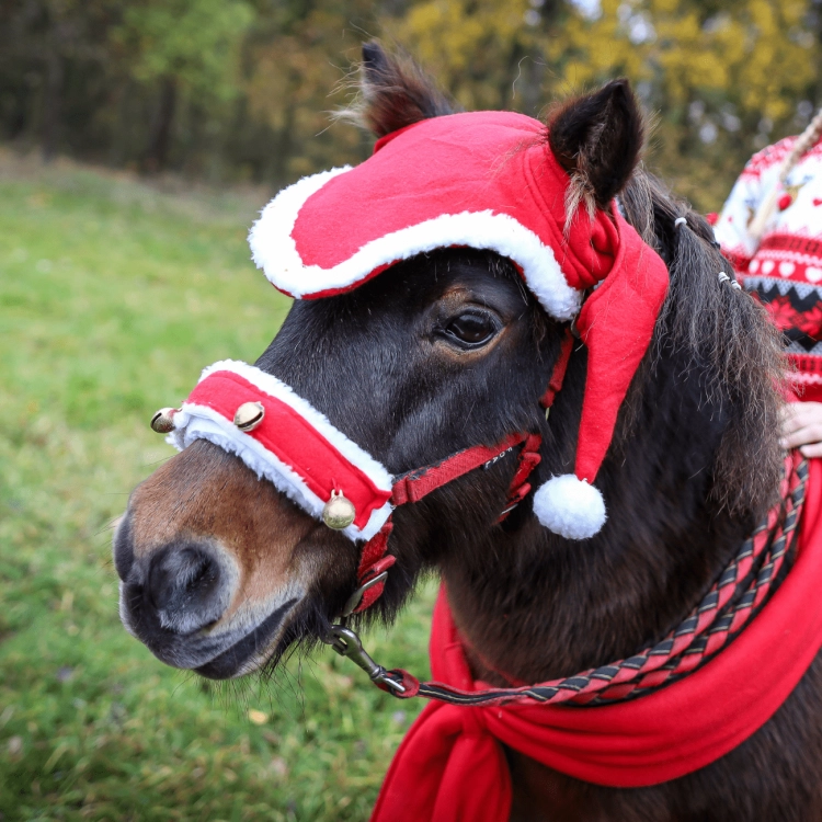 Dzwonki do ogłowia York Christmas na koniu