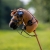 QHP konik HOBBY HORSE chestnut