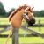 QHP konik HOBBY HORSE chestnut