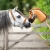 QHP konik HOBBY HORSE chestnut