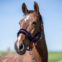 HORSENJOY kantar ROYAL bordowy