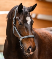 WALDHAUSEN kantar ATHLETIC chrome grey