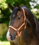 WALDHAUSEN kantar ATHLETIC peach