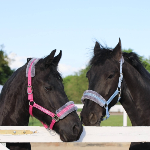 Kantar dla konia z futerkiem Horsenjoy Horse Star w kolorze błękitnym