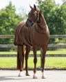Derka na egzemę dla konia QHP w kolorze brązowym